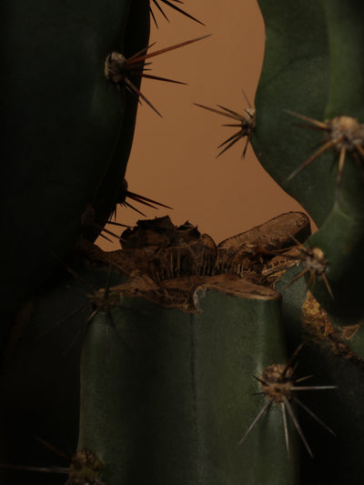 Large Peruvian Cactus